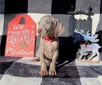 Small Photo #26 Weimaraner Puppy For Sale in NEWCASTLE, OK, USA