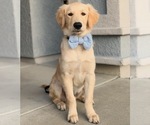 Small Photo #32 Golden Retriever Puppy For Sale in SACRAMENTO, CA, USA