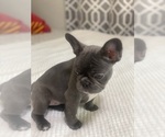 Small #1 French Bulldog