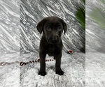 Small #4 Labrador Retriever