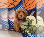 Small Photo #3 Cavapoo Puppy For Sale in STEVENS, PA, USA