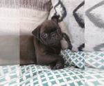 Small Photo #1 Pug Puppy For Sale in RINGGOLD, GA, USA