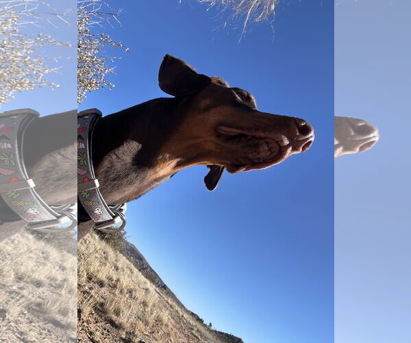 Medium Photo #14 Doberman Pinscher Puppy For Sale in Buffalo, MN, USA