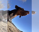 Small #13 Doberman Pinscher