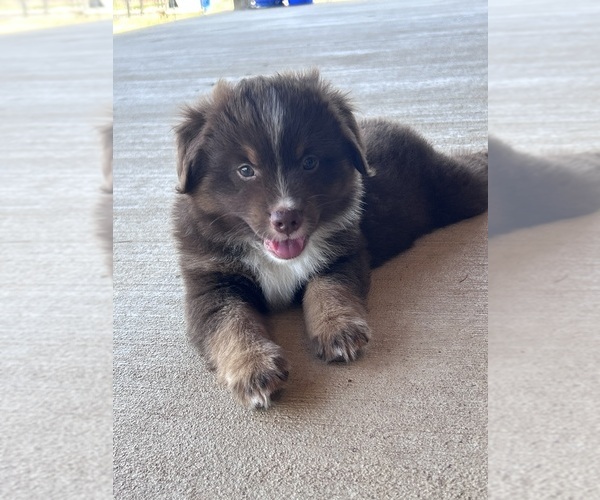 Medium Photo #11 Miniature Australian Shepherd Puppy For Sale in CANTON, TX, USA
