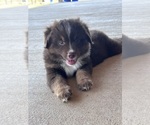 Small #10 Miniature Australian Shepherd