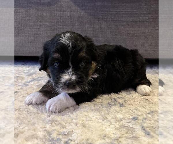 Medium Photo #7 Australian Mountain Dog Puppy For Sale in CULPEPER, VA, USA