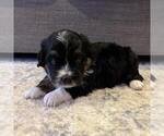 Small #6 Australian Mountain Dog