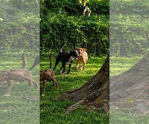 Conner- father of the Solar litter - Male Labrador Retriever-Unknown Mix Dog for Adoption - Photo #3
