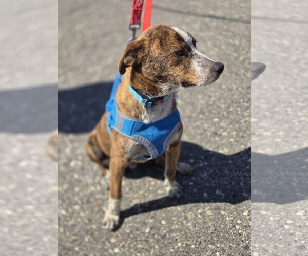 Medium Photo #4 Texas Heeler-Unknown Mix Puppy For Sale in Minneapolis, MN, USA