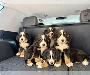 Bernese Mountain Dog Litter for sale in ASHEVILLE, NC, USA