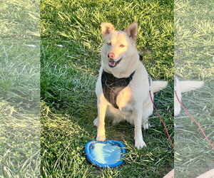 Jewel *COURTESY LISTING - Female Aussie Siberian Dog for Adoption - Photo #3