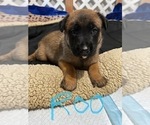 Small Photo #2 Belgian Malinois Puppy For Sale in DECATUR, AL, USA