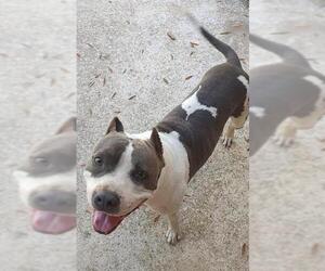 American Staffordshire Terrier-Unknown Mix Dogs for adoption in Tallahassee, FL, USA