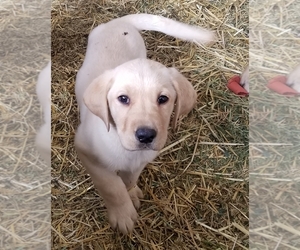Labrador Retriever Puppy for Sale in TWIN FALLS, Idaho USA