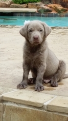 Labrador Retriever Puppy for sale in CALDWELL, TX, USA