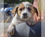 Small #4 Sheprador