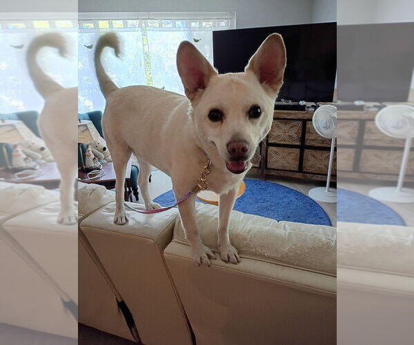 Medium Photo #1 Canaan Dog Puppy For Sale in Dana Point, CA, USA