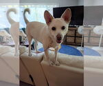 Small Canaan Dog