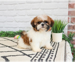 Small #4 Shih Tzu