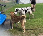 Small #5 Great Dane