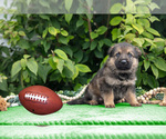 Puppy Eli German Shepherd Dog