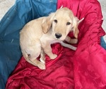 Puppy Daisy Golden Retriever