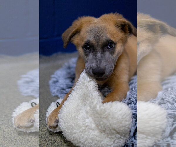 Medium Photo #3 Mutt Puppy For Sale in Sterling, MA, USA