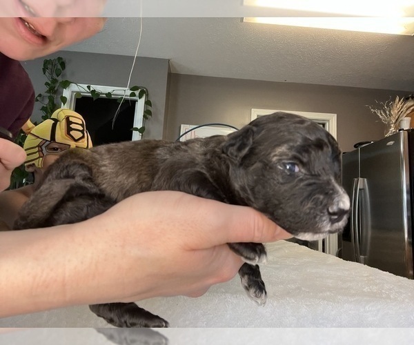 Medium Photo #13 Aussiedoodle Miniature  Puppy For Sale in CLOVER, SC, USA