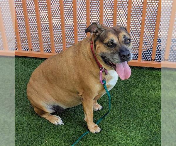 Medium Photo #3 Mutt Puppy For Sale in Las Vegas, NV, USA