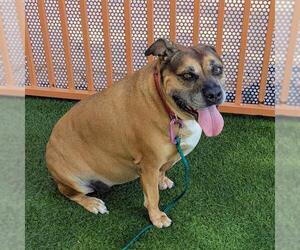 *POTATO - Female Mutt Dog for Adoption - Photo #3