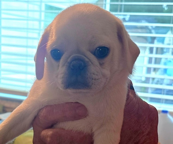 Medium Photo #5 Pug Puppy For Sale in KERNERSVILLE, NC, USA