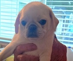 Small #4 Pug