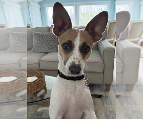 Medium Photo #21 Mutt Puppy For Sale in Oak Bluffs, MA, USA