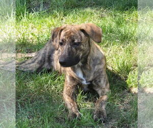 Mutt Dogs for adoption in Woodbury, NY, USA