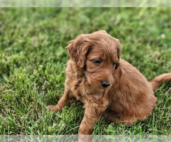 Medium Photo #1 Goldendoodle Puppy For Sale in CYNTHIANA, KY, USA