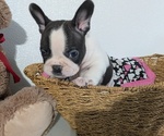 Small #4 Faux Frenchbo Bulldog