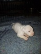 Small #32 American Pit Bull Terrier