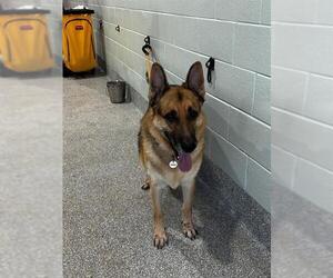 German Shepherd Dog Dogs for adoption in Forestville, MD, USA