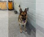 CHASE - Male German Shepherd Dog Dog for Adoption - Small photo
