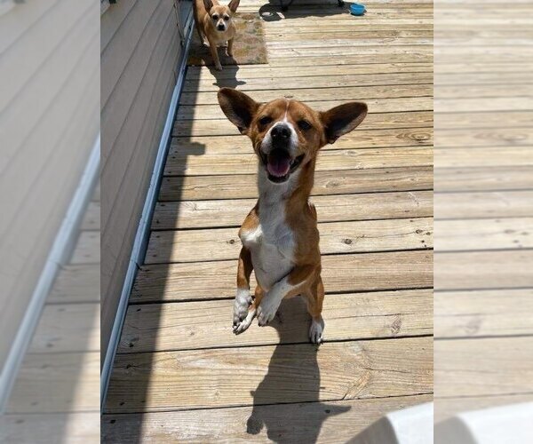 Medium Photo #10 Chihuahua-Unknown Mix Puppy For Sale in Candler, NC, USA