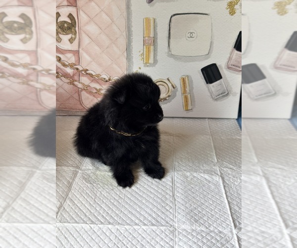 Medium Photo #7 Pomeranian Puppy For Sale in JOLIET, IL, USA