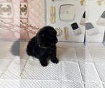 Small #6 Pomeranian