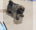 Small Photo #29 Shorkie Tzu-Zuchon Mix Puppy For Sale in COWARD, SC, USA