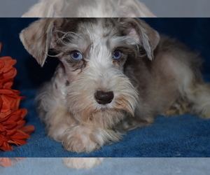 Schnauzer (Miniature) Puppy for sale in BARNESVILLE, KS, USA