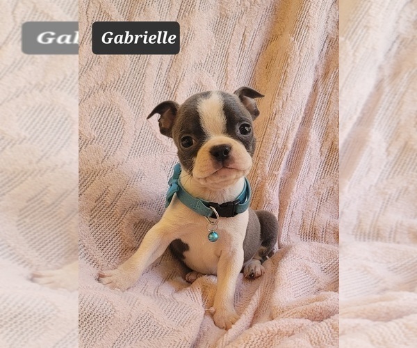 Medium Photo #1 Boston Terrier Puppy For Sale in MINERAL WELLS, WV, USA