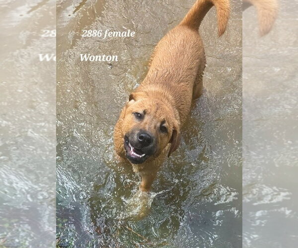 Medium Photo #2 Retriever -Unknown Mix Puppy For Sale in Canton, CT, USA