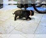 Small Photo #6 Presa Canario Puppy For Sale in PHILADELPHIA, PA, USA