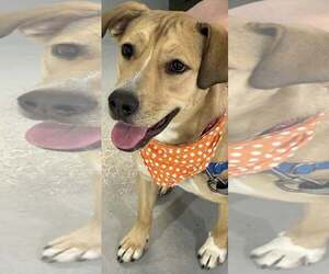 Mutt Dogs for adoption in Pompano Beach , FL, USA