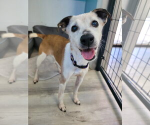 Penny - Female Jack-Rat Terrier Dog for Adoption - Photo #3